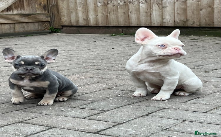 French Bulldog dogs - Advert 3