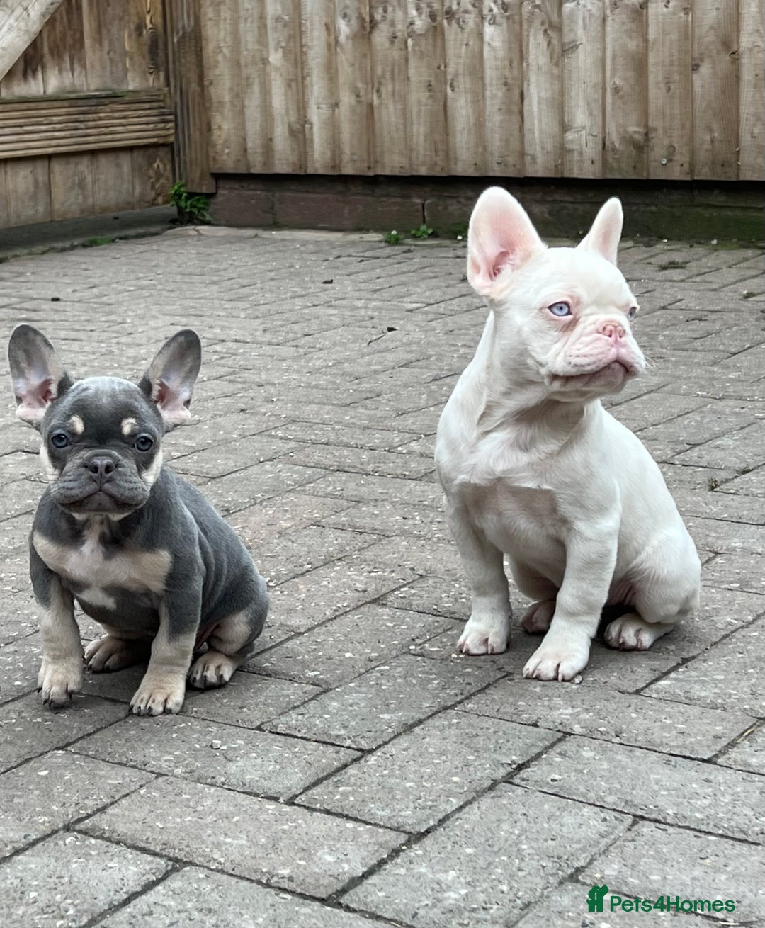 French Bulldog dogs for sale: LAST BOY AMAZING DNA REDUCED  - Image 1