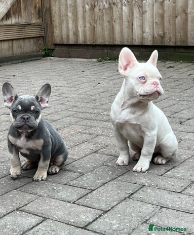 French Bulldog dogs - Advert 6