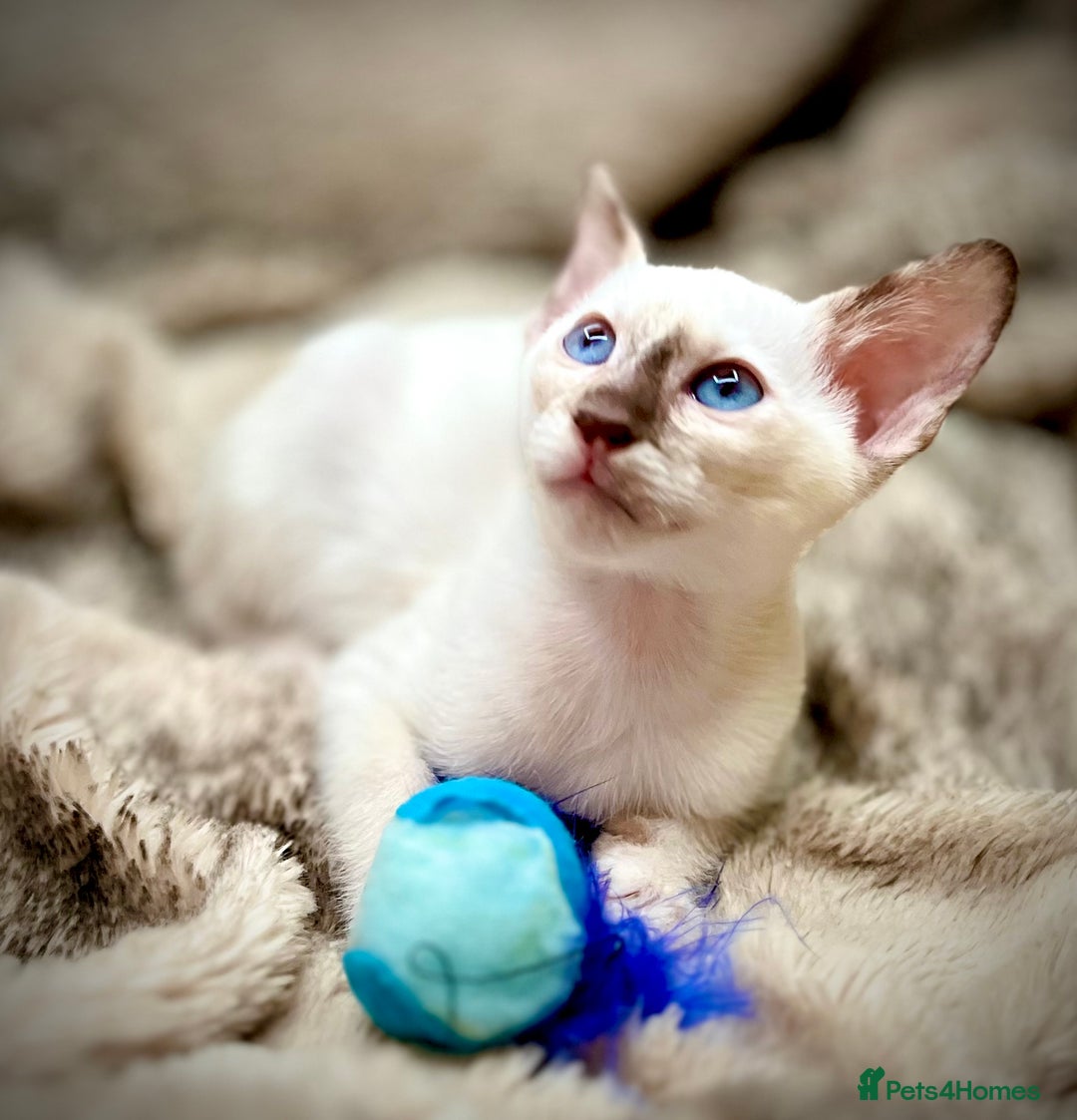 Siamese cats for sale: Stunning Siamese Kittens - Champion Bloodlines - Advert 10