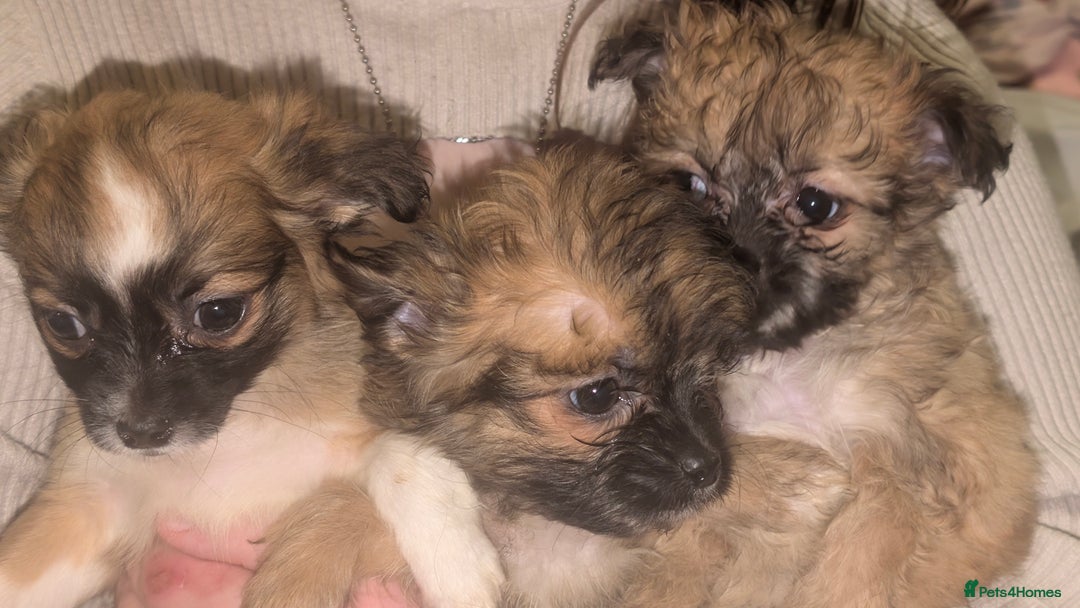 Cava Tzu dogs for sale: 3 cav tzu pups 9 week old - Advert 2