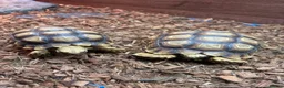 Tortoise reptiles for sale: Sulcata Tortoise  in Lanark - Advert 2