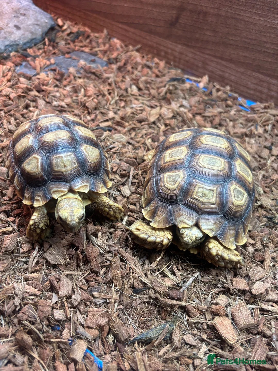 Tortoise reptiles for sale: Sulcata Tortoise  in Lanark - Advert 2