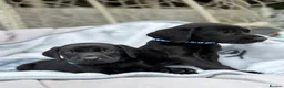 Labrador Retriever dogs for sale: Beautiful chunky black Labrador puppies  in Wickford - Advert 17