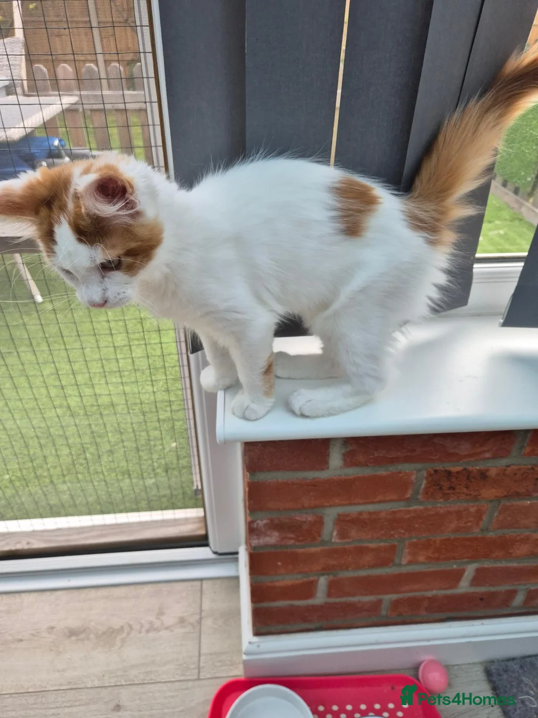 Maine Coon cats for sale: Maine coon female  - Advert 7