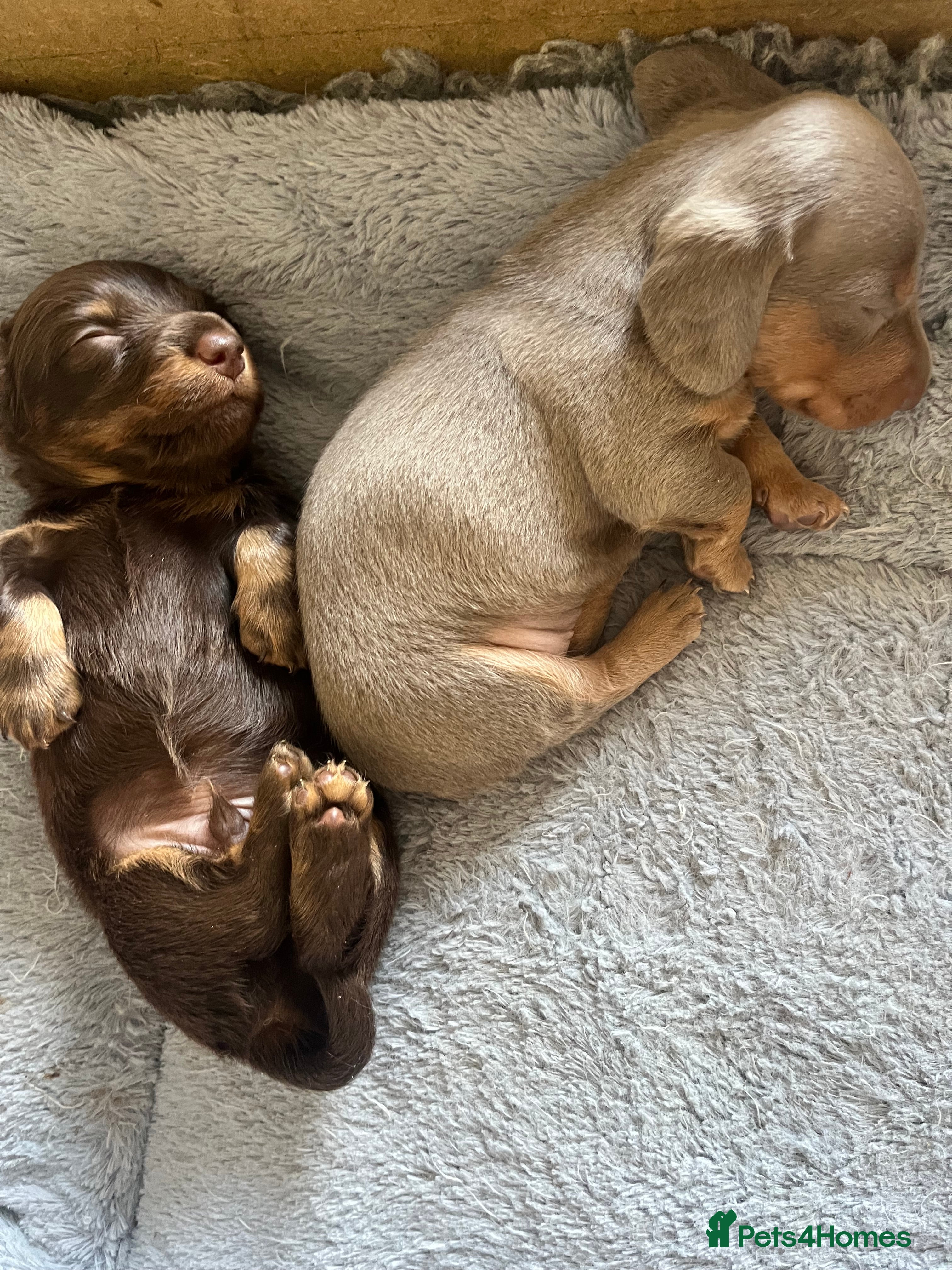 Miniature Dachshund dogs 🐶 beautiful minature dachshunds 🐶  - Advert 2
