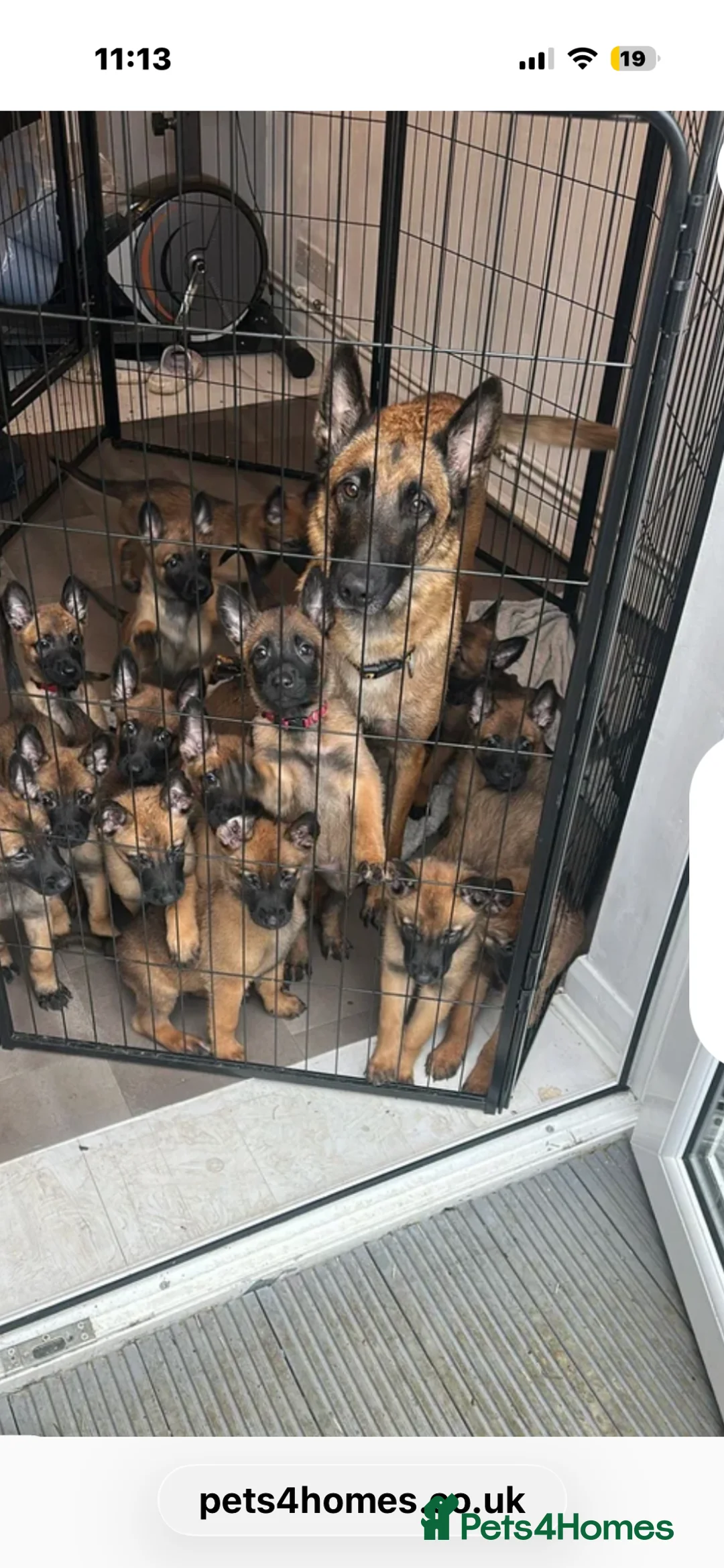 Belgian Shepherd Dog dogs for sale: KC reg Belgian Malinois puppy  - Advert 2