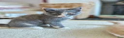 British Shorthair cats for sale: British Shorthair Female Kitten - Advert 3