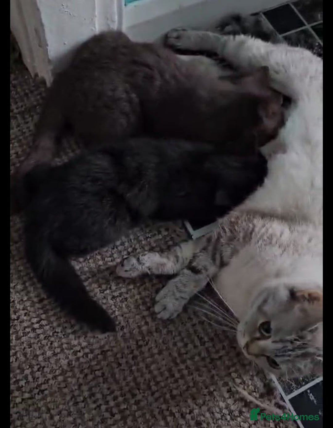 British Shorthair cats for sale: Cookie  - Image 5