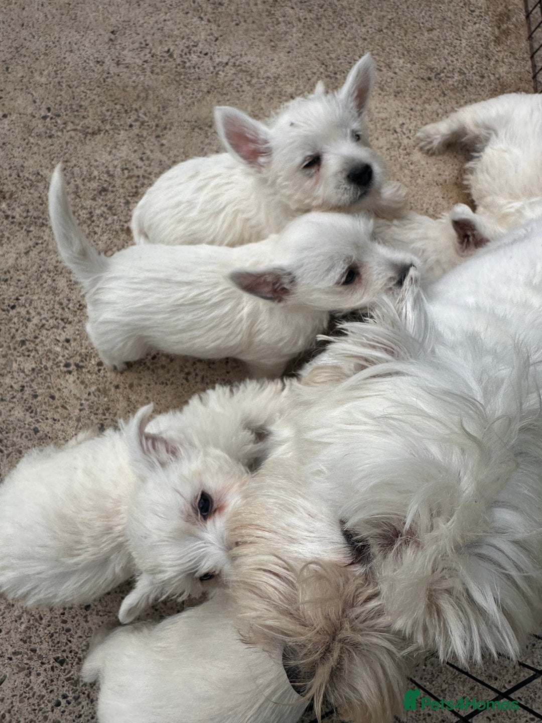West Highland Terrier dogs for sale: Beautiful Westhighland White Terriers - Image 4