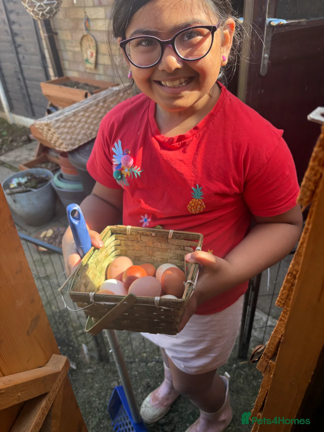 Chickens poultry for sale: Hybrid chicken & appleyard ducks hatching eggs  in Luton - Advert 1