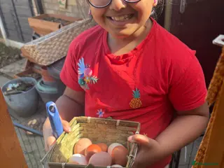 Chickens poultry Hybrid chicken & appleyard ducks hatching eggs - Advert 1