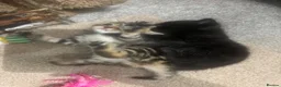 Mixed Breed cats for sale: Kittens for sale  in Salisbury - Advert 7