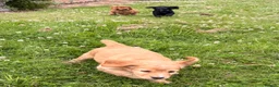 Cocker Spaniel dogs for sale: 2 boys ready now  - Advert 13