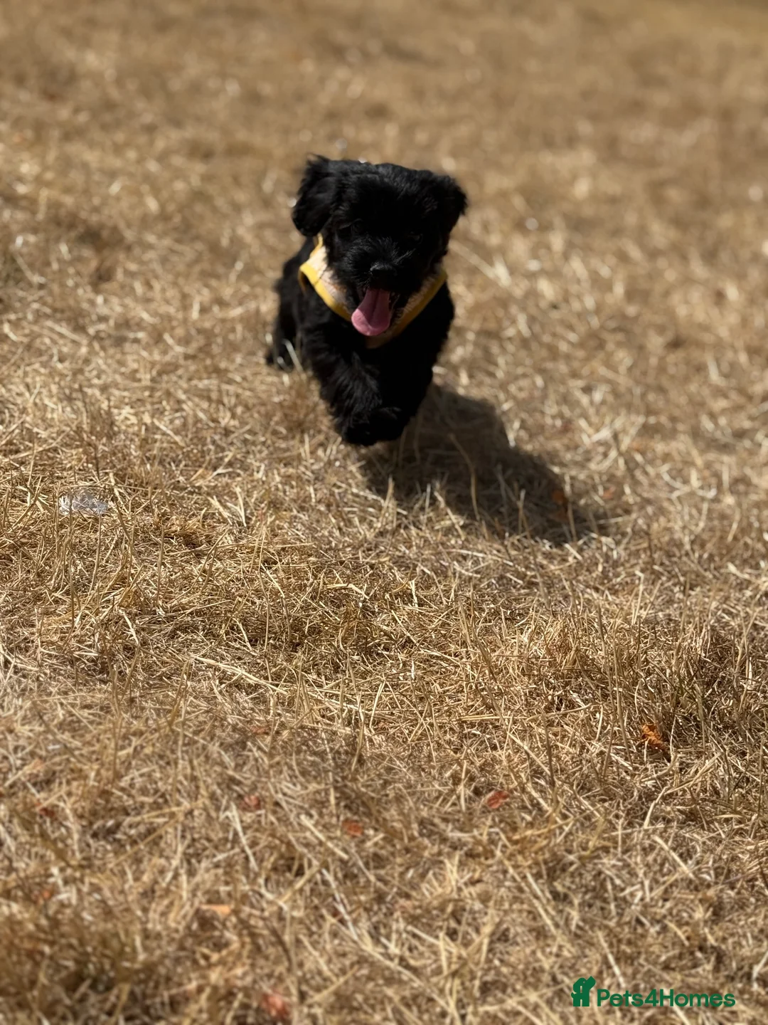 Cockapoo dogs for sale: Cockapoo puppy - Advert 6