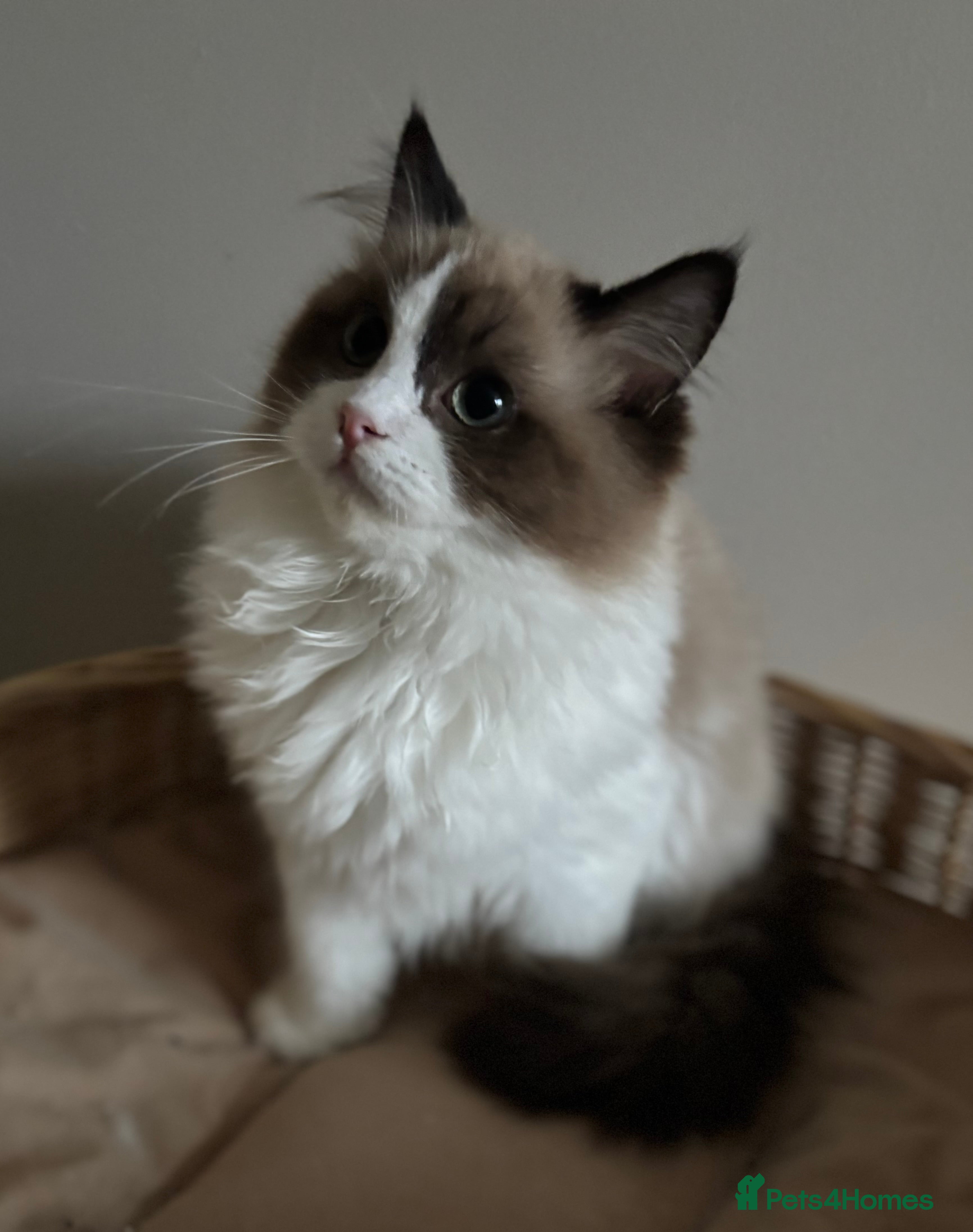 Ragdoll cats Stunning seal mink bi colour girl registered 🩷 - Advert 11