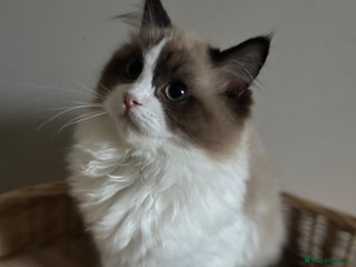Ragdoll cats Stunning seal mink bi colour girl registered 🩷 - Advert 6