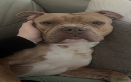 Mixed Breed dogs for sale: Bruno - American Bulldog x Staffy 1.5 years  - Advert 2