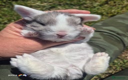 English Lop rabbits for sale: Beautiful lilac split lop buck  - Image 2