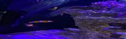 Shrimps fish for sale: Saltwater Marine Fish, complete set up - Advert 6