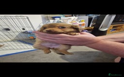 Chiweenie dogs for sale: 6 Chihuahua/Minature Dacshund Pups Ready to leave - Image 3