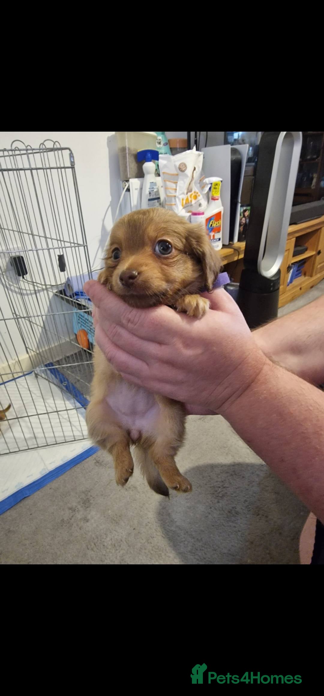 Chiweenie dogs for sale: 6 Chihuahua/Minature Dacshund Pups Ready to leave - Image 3