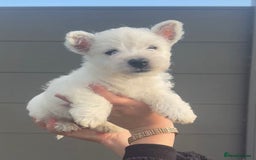 West Highland Terrier dogs for sale: West Highland Terrier pups Dad show lines - Image 10