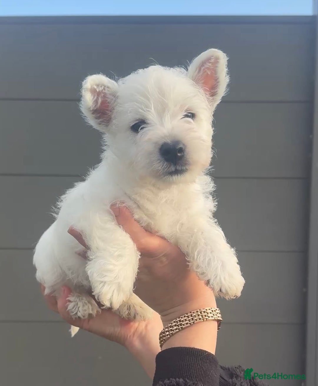 West Highland Terrier dogs for sale: West Highland Terrier pups Dad show lines - Image 10