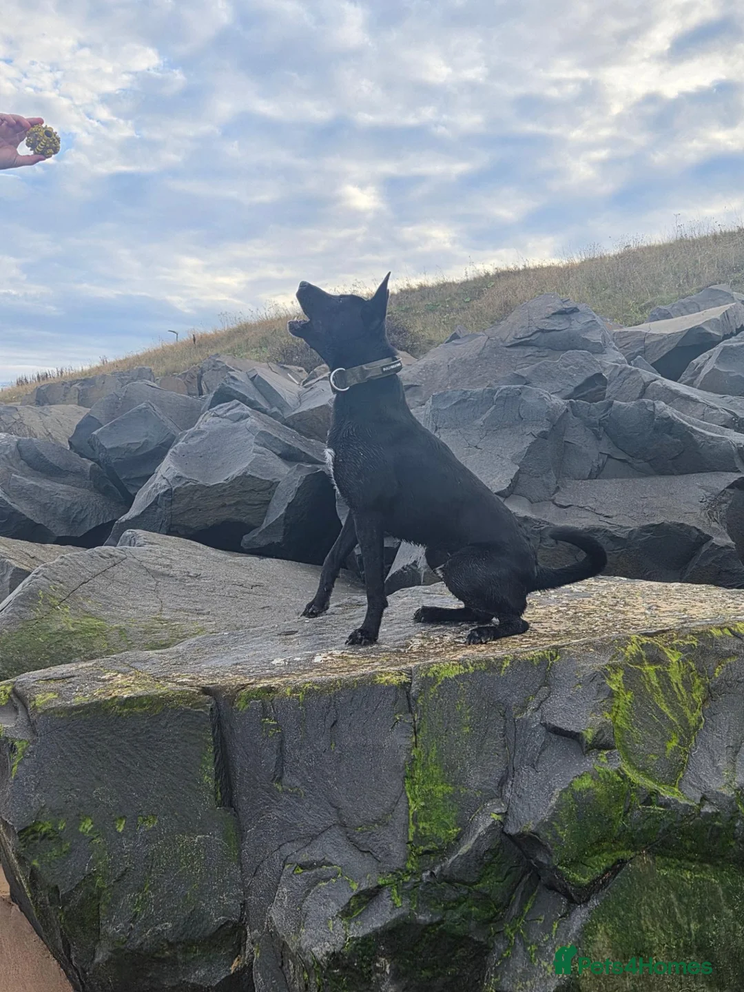 Belgian Shepherd Dog dogs for sale: Beautiful mali boy - Advert 1