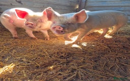 Pig livestock for sale: 3 Oxford Sandy and Black, Middle White Gilts Pigs - Image 1