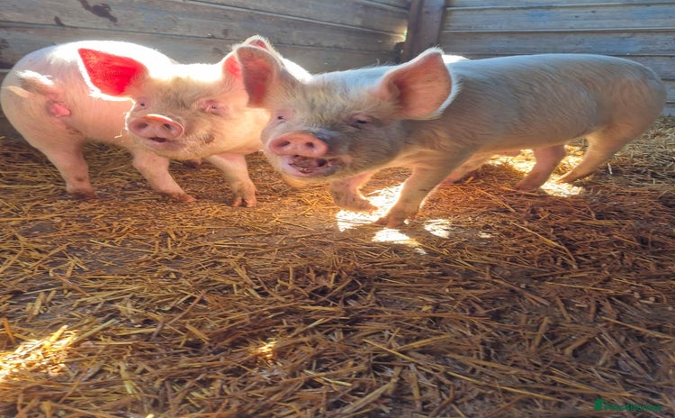 Pig livestock - Advert 1