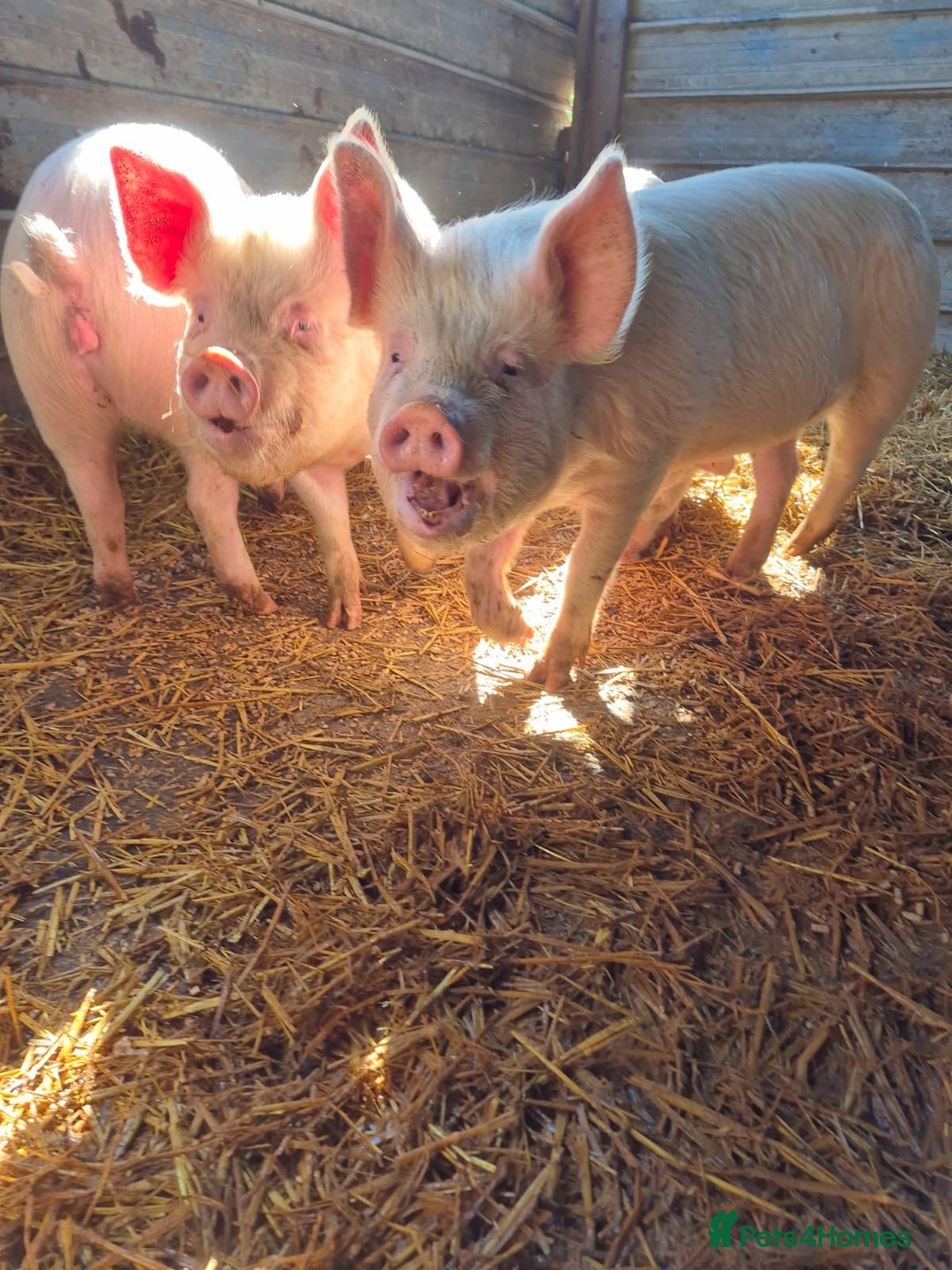 Pig livestock for sale: 3 Oxford Sandy and Black, Middle White Gilts Pigs - Image 1