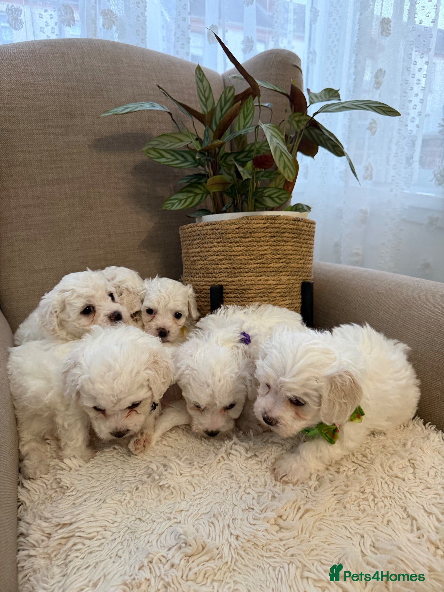 Bichon Frise dogs Fluffy Bichon Frise puppies❤️ - Advert 2