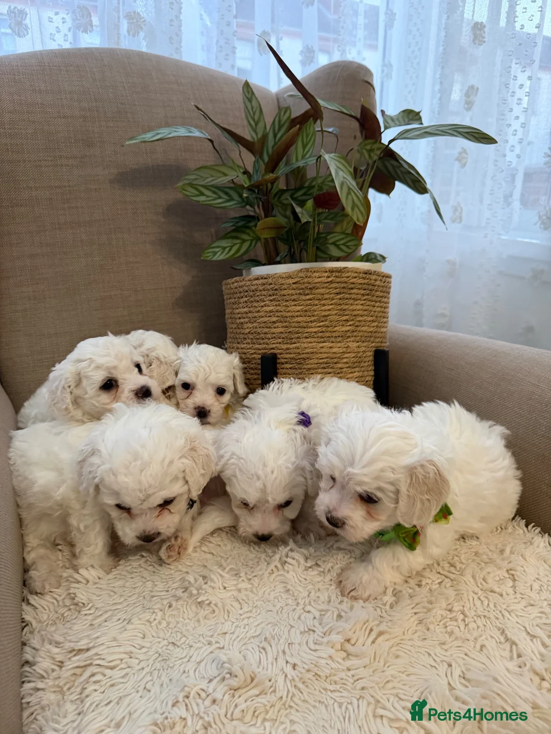 Bichon Frise dogs for sale: Fluffy Bichon Frise puppies❤️ - Advert 2