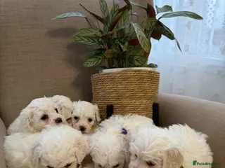 Bichon Frise dogs Fluffy Bichon Frise puppies❤️ - Advert 2