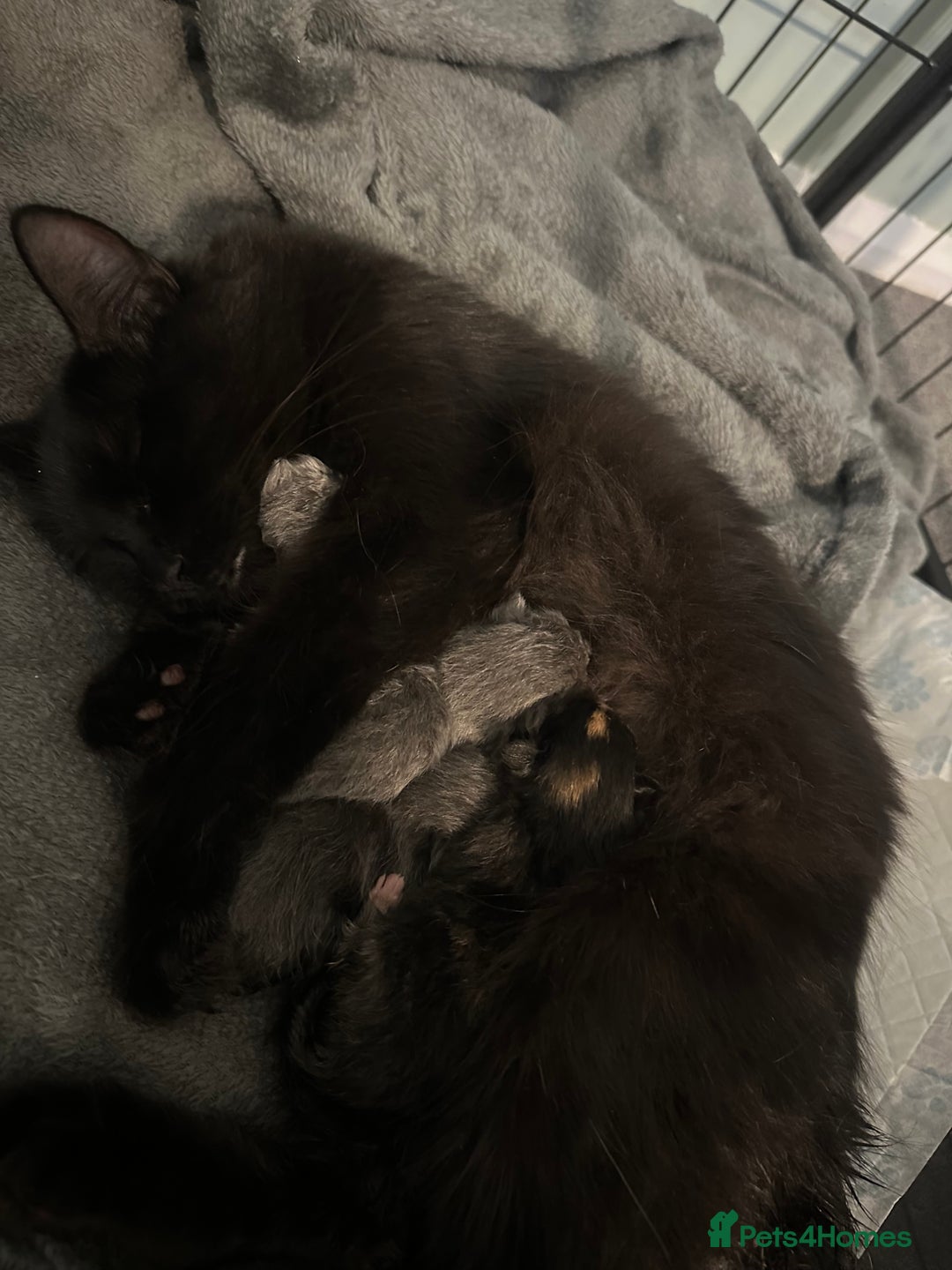 Maine Coon cats for sale: Kittens  - Image 1