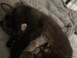 Maine Coon cats - Advert 5