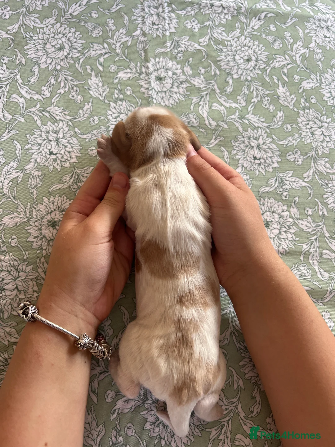 Cocker Spaniel dogs for sale: 5 cocker spaniels available  - Advert 2
