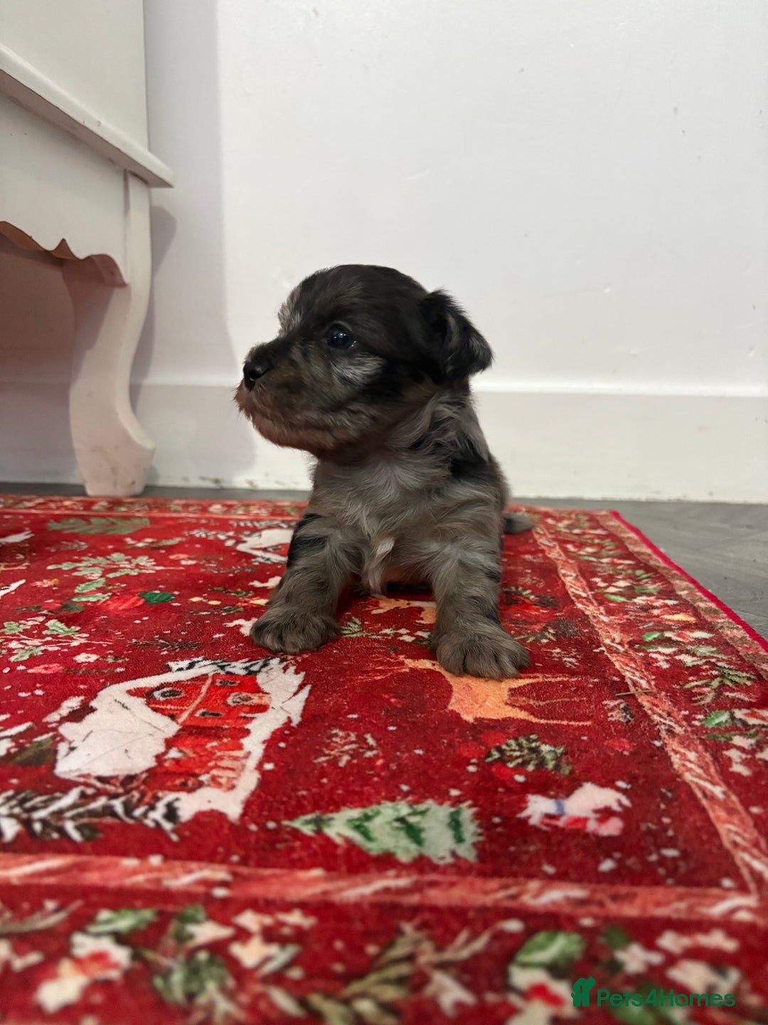 Yorkshire Terrier dogs for sale: Yorkshire terrier, terrier cross puppies - Advert 15