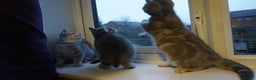 British Shorthair cats for sale: British Blue tabbies boys and girls - Advert 13