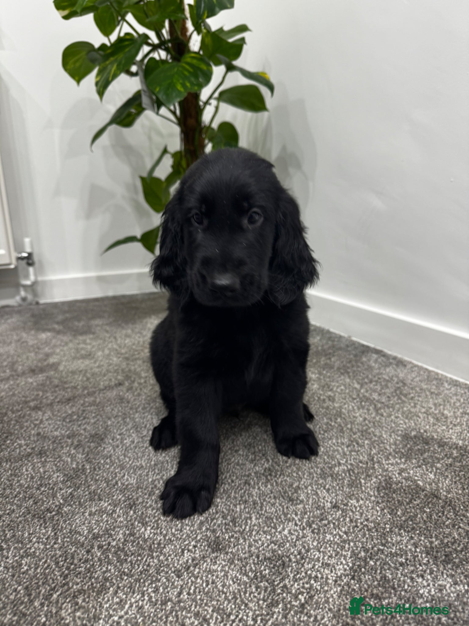 Flat coated Retriever dogs KC Reg.Beautiful Flat-Coated Retriever Boys  - Advert 2