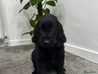 Flat coated Retriever dogs KC Reg.Beautiful Flat-Coated Retriever Boys - Advert 2