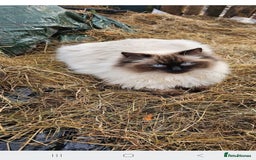 Ragdoll cats for sale: Ragdoll kittens - Image 10