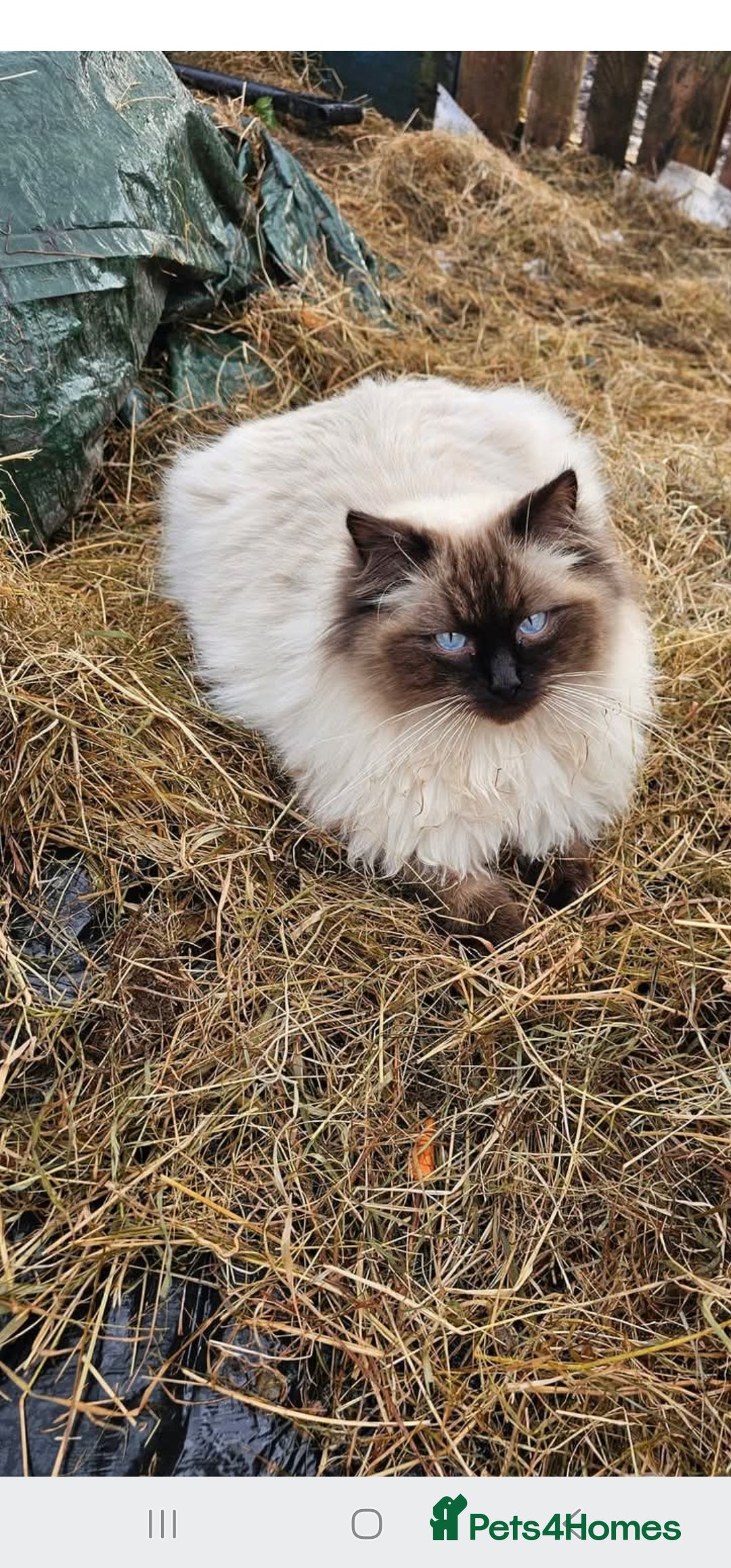 Ragdoll cats for sale: Ragdoll kittens - Image 10