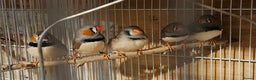 Finches birds for sale: Bengalese finches & Zebra Finches - Advert 16