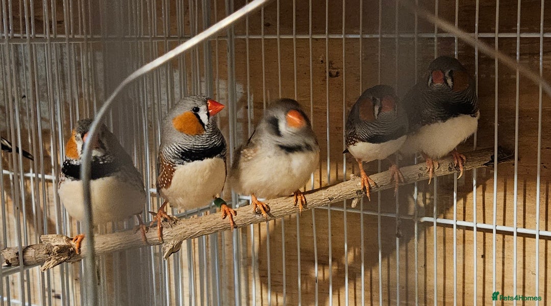 Finches birds for sale: Bengalese finches & Zebra Finches - Advert 16