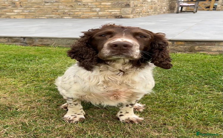 English Springer Spaniel dogs - Advert 2