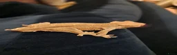 Gecko reptiles for sale: Two crested Geckos - brother's  - Advert 3