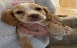 Cocker Spaniel dogs for sale: Cocker spaniel pups 🐾 - Image 24