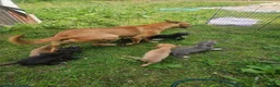 Lurcher dogs for sale: Stunning Kelpie lurchers  - Advert 6